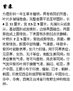 文本框: 紫苏为唇形科一年生草本植物。具有特异的芳香,叶片多皱缩卷曲,完整者展平后呈卵圆形,长4至11厘米,宽2.5至9厘米,先端长尖或急尖,基部圆形或宽楔形,边缘具圆锯齿,两面紫色或上面绿色,下表面有多数凹点状腺鳞,叶柄长2至5厘米,紫色或紫绿色,质脆。嫩枝紫绿色,断面中部有髓,气清香,味微辛。紫苏叶能散表寒,发汗力较强,用于风寒表症,见恶寒、发热、无汗等症,常配生姜同用;如表症兼有气滞,有可与香附、陈皮等同用。行气宽中紫苏叶用于脾胃气滞、胸闷、呕恶。原产中国,主要分布于印度、缅甸、日本、朝鲜、韩国、印度尼西亚和俄罗斯等国家。中国华北、华中、华南、西南及台湾省均有野生种和栽培种。